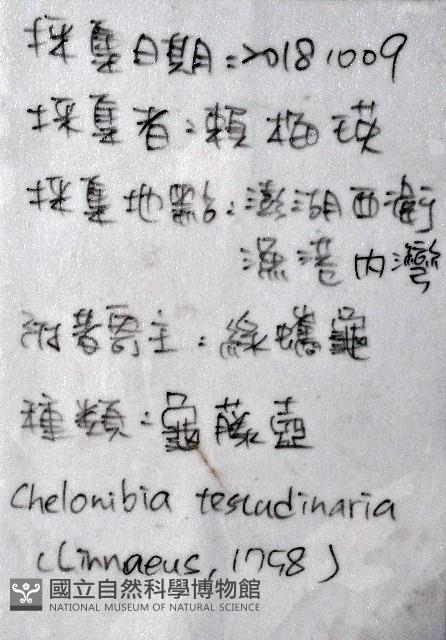 龜藤壺藏品圖，第20張