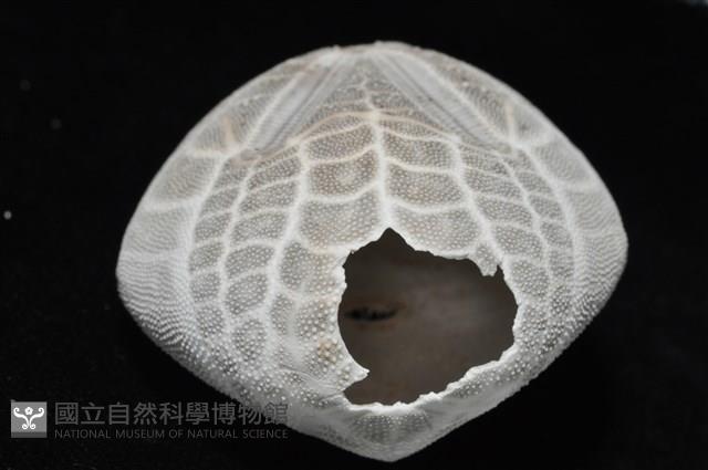 心形海壺藏品圖，第20張