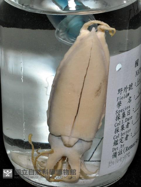 燕尾烏賊藏品圖，第20張