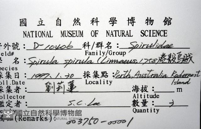 卷殼烏賊(旋殼烏賊)藏品圖，第20張