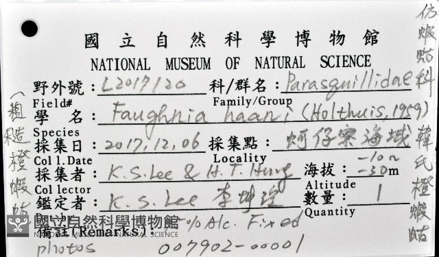 韓氏(粗糙)橙蝦蛄藏品圖，第20張