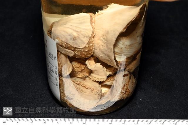 造殼海葵之一種藏品圖，第20張