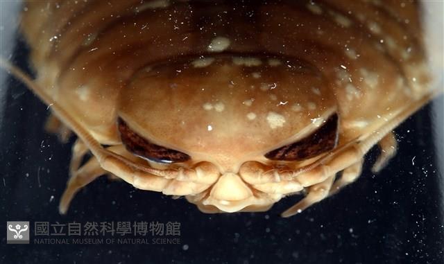 道氏深水虱藏品圖，第20張