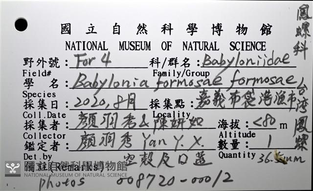 臺灣鳳螺藏品圖，第20張