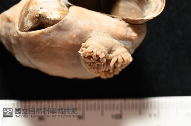 造殼海葵之一種藏品圖，第20張