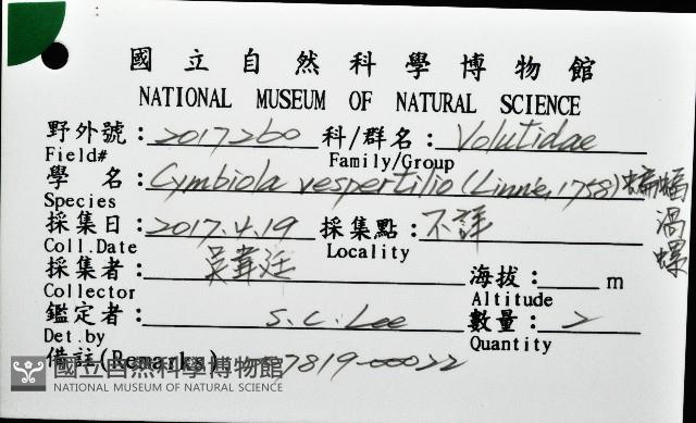 蝙蝠渦螺藏品圖，第20張