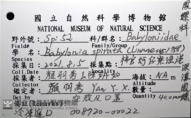 深溝鳳螺藏品圖，第20張