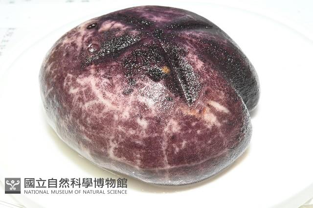 心形緣帶海膽藏品圖，第20張