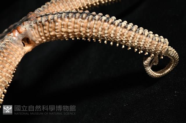 鞭枝蛇尾藏品圖，第34張