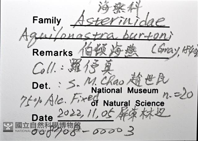伯頓海燕藏品圖，第14張