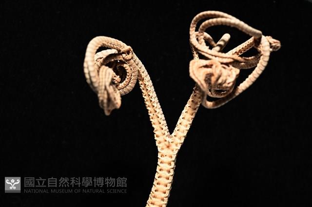 鞭枝蛇尾藏品圖，第14張