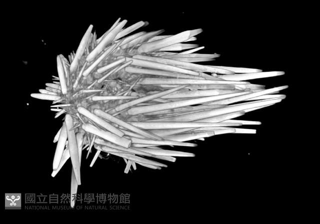 口鰓海膽藏品圖，第14張