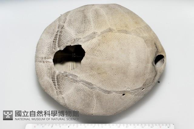 脊背壺海膽藏品圖，第14張