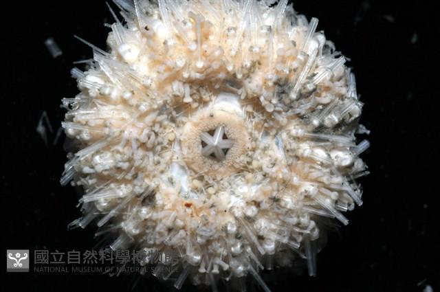 艾氏鋸海膽藏品圖，第14張