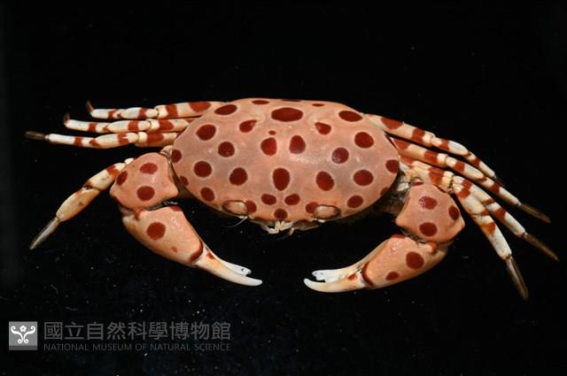紅斑斗蟹藏品圖，第14張