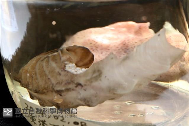 闊船蛸藏品圖，第14張