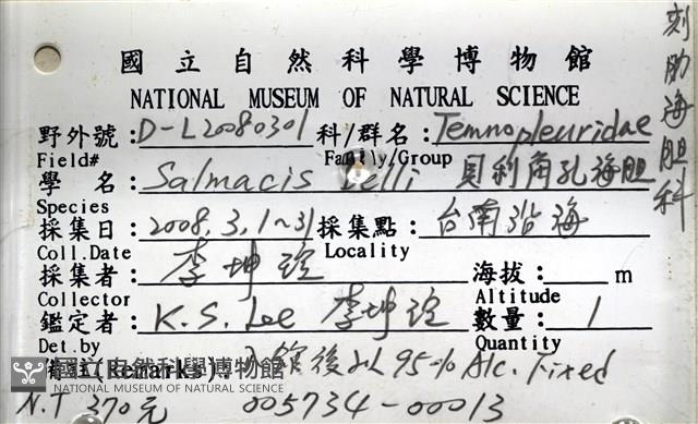 貝利角孔海膽藏品圖，第14張