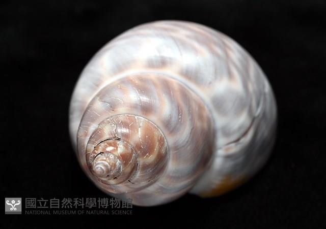 波部鳳螺藏品圖，第14張