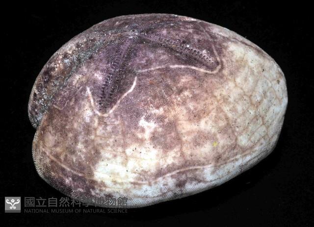 心形緣帶海膽藏品圖，第14張
