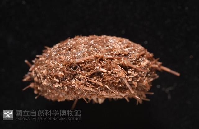 魯氏硬海膽藏品圖，第14張