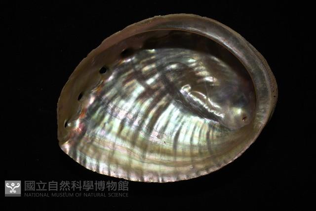 盤鮑螺藏品圖，第14張