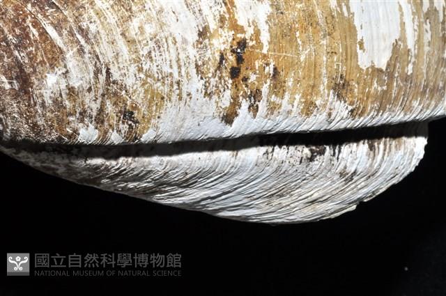 索足蛤藏品圖，第14張
