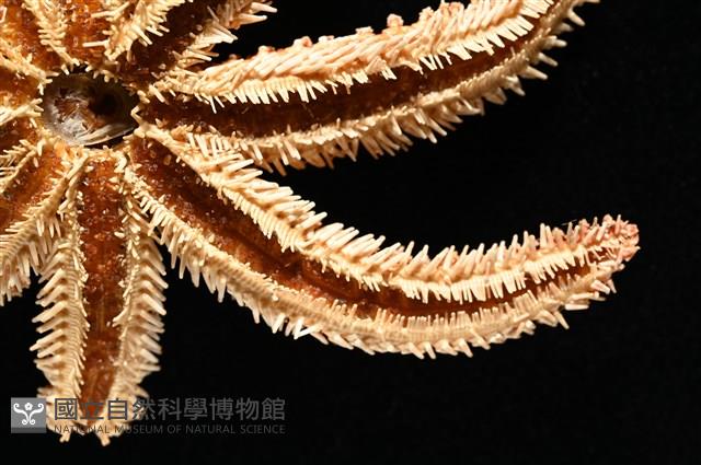 尖棘篩海盤車藏品圖，第14張