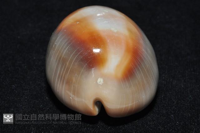 金棗寶螺藏品圖，第14張