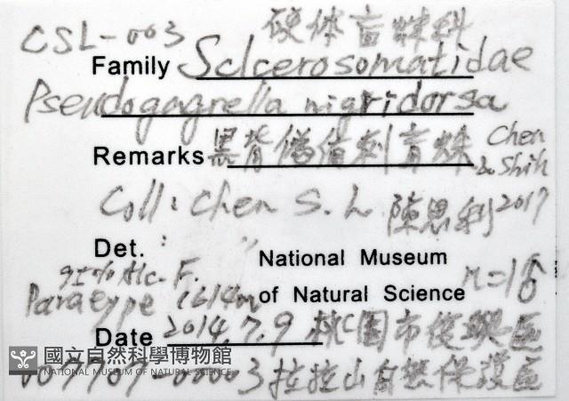 黑背偽盾刺盲蛛藏品圖，第14張