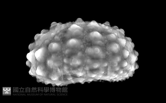 石筆海膽(鉛筆海膽)藏品圖，第14張