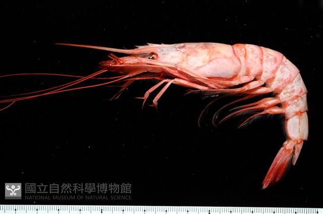 未知種擬對蝦蝦虱藏品圖，第14張