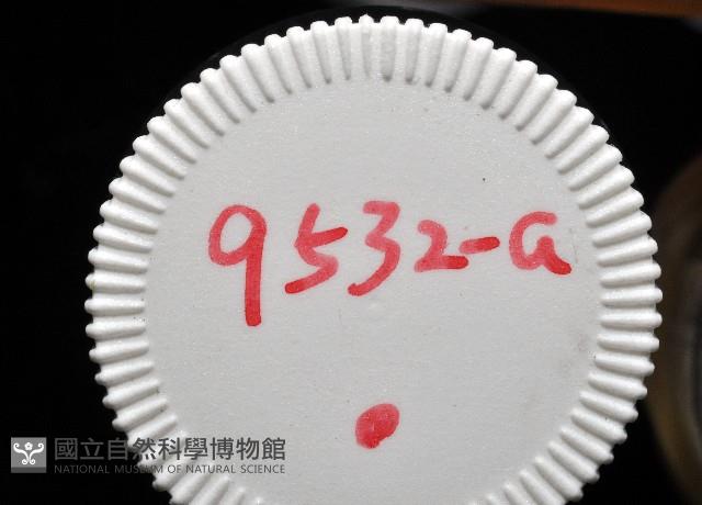 鱗高腰蝸牛(鱗菱蝸牛)藏品圖，第14張