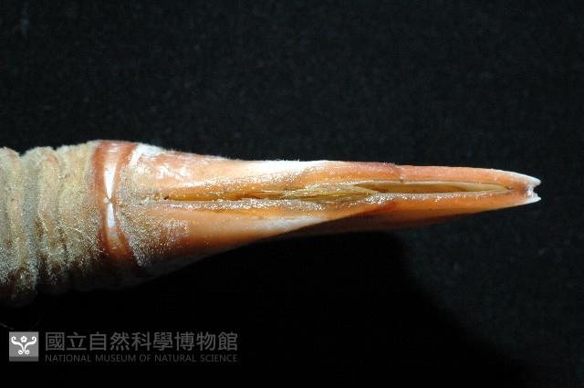 司氏鎧茗荷藏品圖，第14張