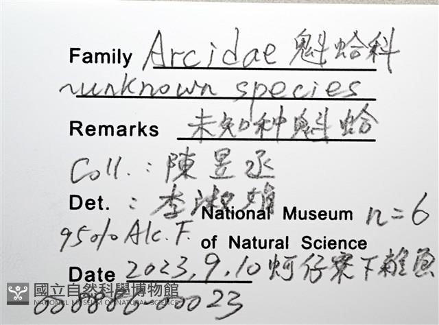 未知種魁蛤藏品圖，第14張
