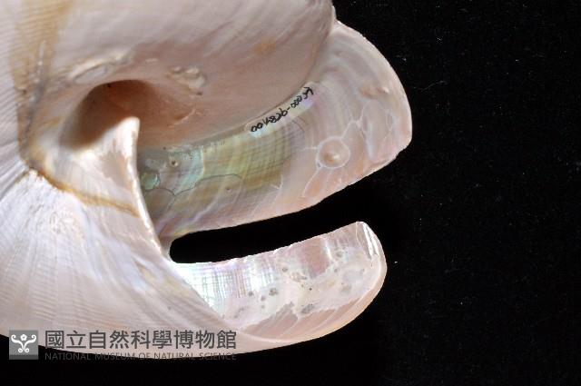 寺町翁戎螺藏品圖，第14張