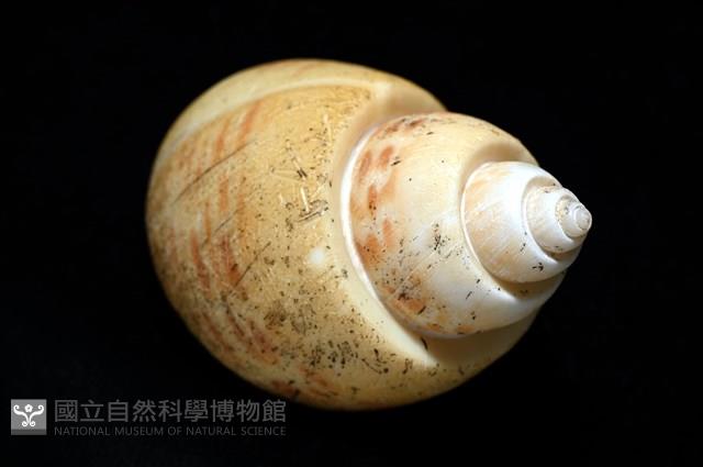 彩繪型深溝鳳螺藏品圖，第14張