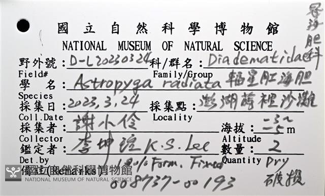 輻星肛海膽藏品圖，第14張