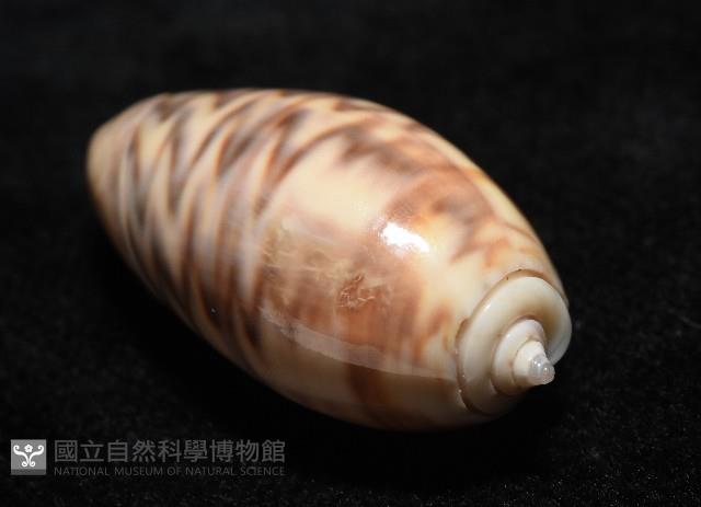 泡形榧螺藏品圖，第14張