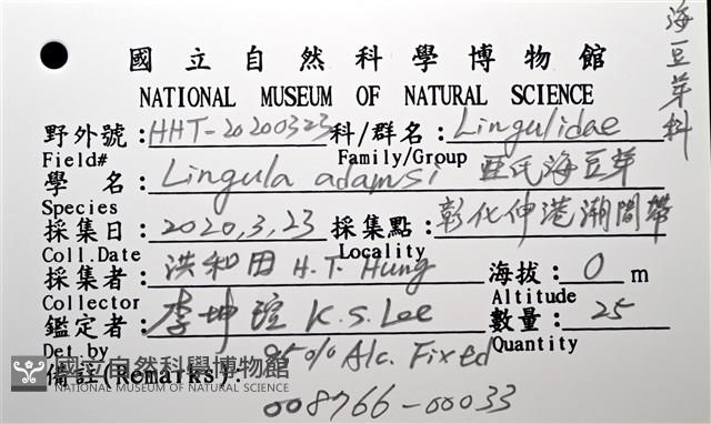 亞氏海豆芽藏品圖，第14張