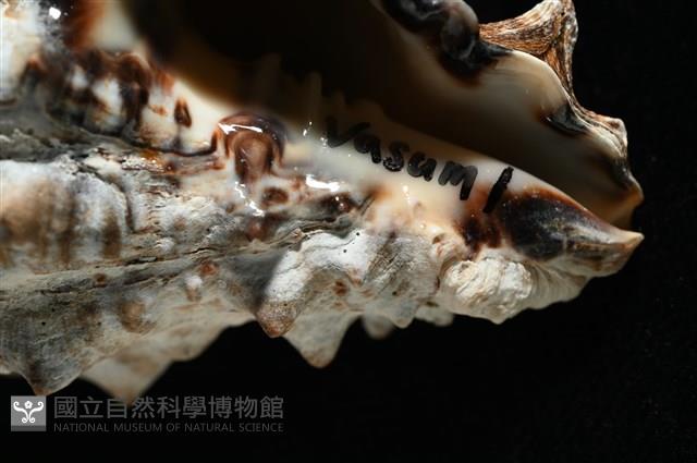 短拳螺藏品圖，第14張