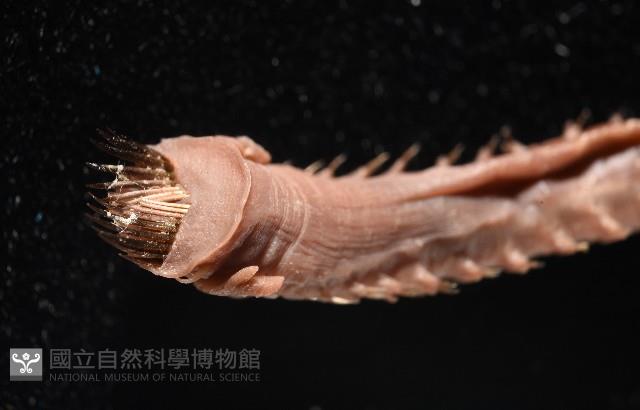未知種筆帽蟲藏品圖，第14張