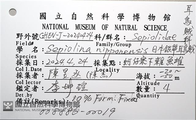 日本銀帶耳烏賊藏品圖，第14張