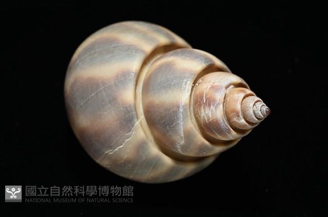 皮氏鳳螺藏品圖，第14張
