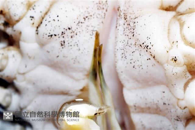 泡粒長螯蟹藏品圖，第14張