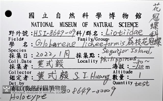 荔枝花冠螺藏品圖，第14張