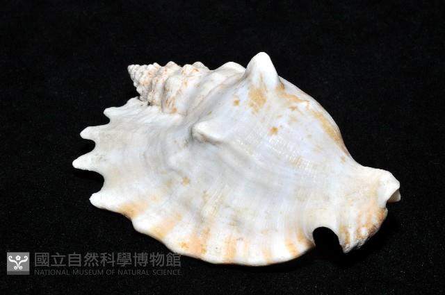 紫袖鳳凰螺藏品圖，第14張