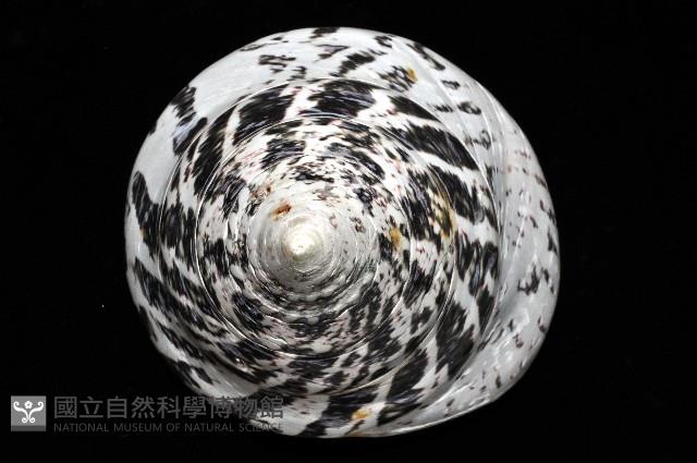 馬蹄鐘螺(牛蹄鐘螺)藏品圖，第14張
