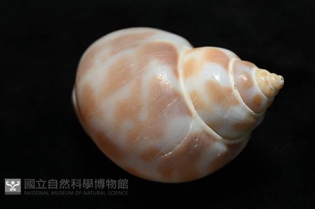 妃珍鳳螺藏品圖，第14張