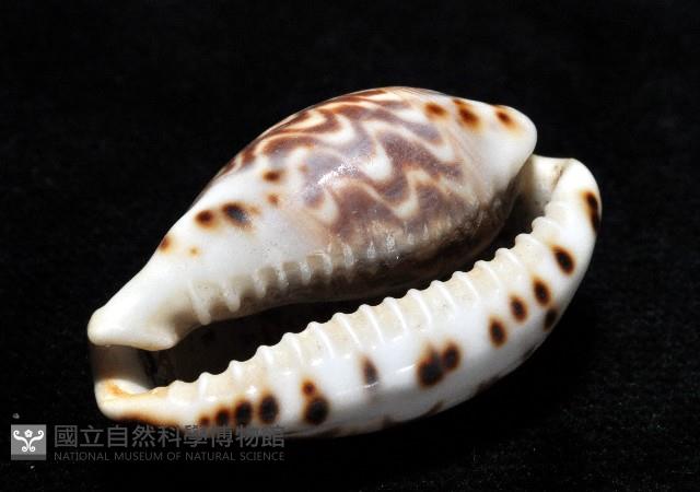 山水寶螺藏品圖，第14張