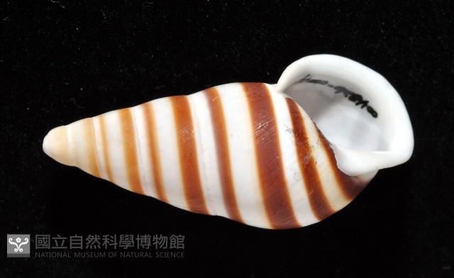 美嬌蝸牛藏品圖，第14張
